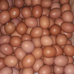 Telur Ayam Kulit Coklat